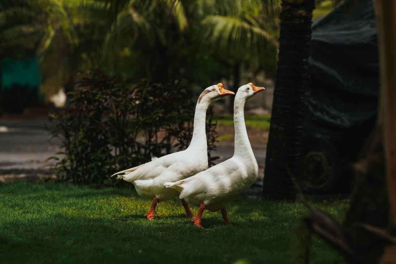 The Kerala Village, Shahapur Shenwa Dış mekan fotoğraf